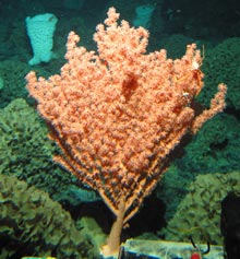 We found a number of coral species in the family Paragorgiidae. These coral are often referred to as Bubblegum corals.