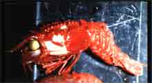 Glyphocrangon 700-1500 m depth