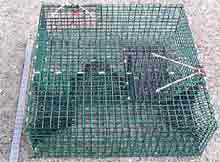 Standard commercial shrimp trap