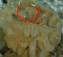 A Galatheid crab hiding in a sponge