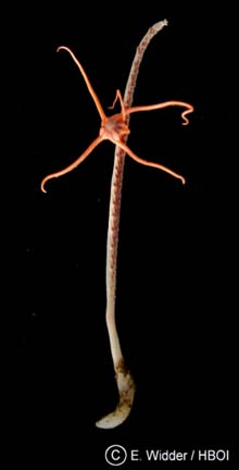 The sea pen, Stylatula, appears to grow up out of the sea floor like a plant but it is actually an animal