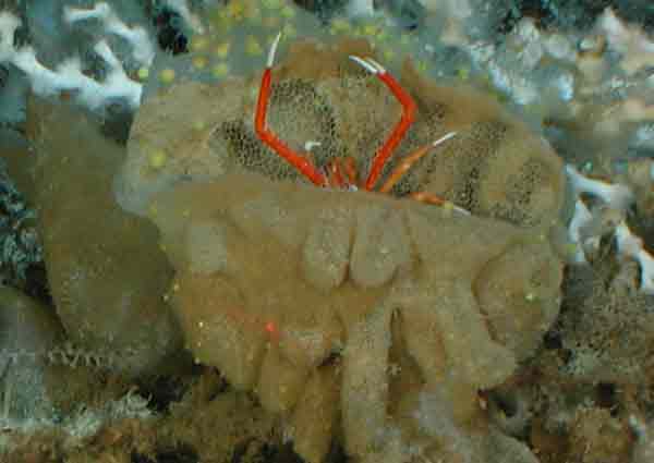 A galatheid crab, hiding in a sponge.
