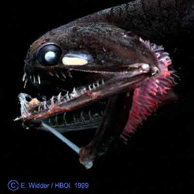 This deep sea fish, Photostomias guernei, has a built-in bioluminescent flashlight that it can use to help it see in the dark.