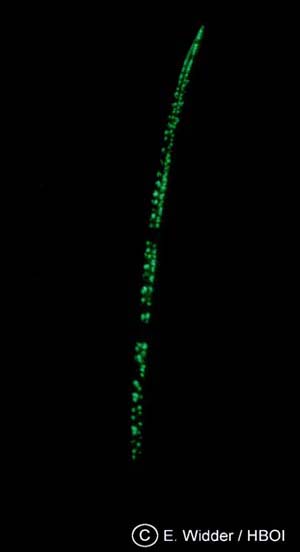 The figure on the right shows the bioluminescence, which propagates up and down the stalk of the sea pen, Stylatulain in waves.