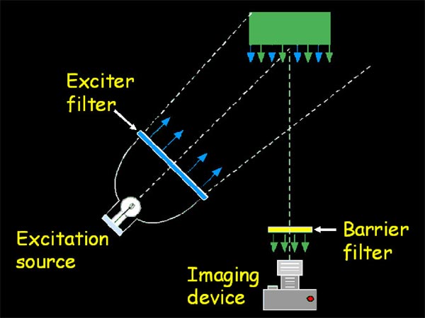 A schematic of the equipment used to detect fluorescence.