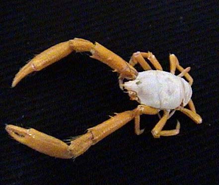 Crab, Galathea rostrata