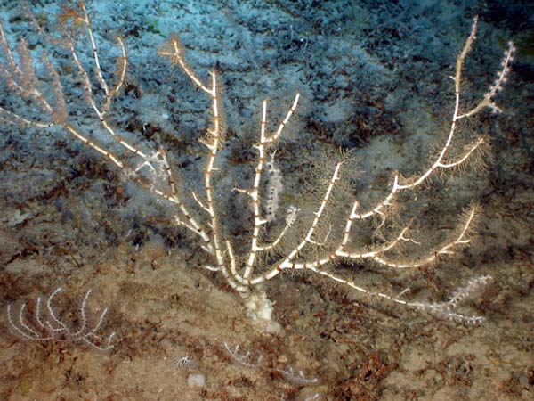 Benthic bioluminescence in bamboo coral
