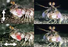 Male and female mantis shrimps, showing a clear difference in polarizing signals.
