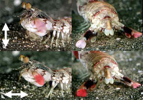 4 pictures show the difference in color which results on the paddles at the front (left photos) and back (right photos.) of the animal