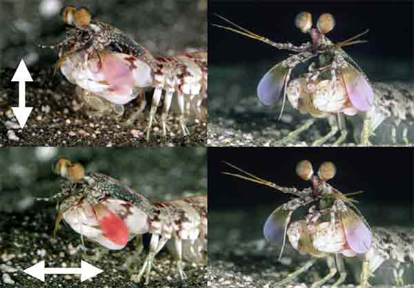 Male (left) and female (right) mantis shrimps showing a clear difference in polarizing signals