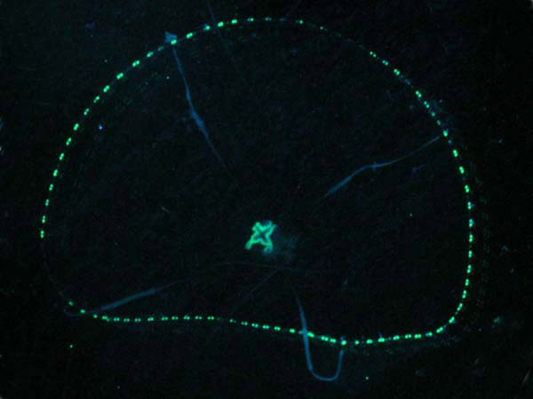 Jellyfish photographed with white light (above), and with blue light to stimulate fluorescence (below).