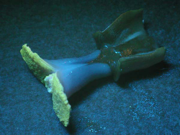Top portion of a tubeworm from the Brine Pool, photographed with white light (above), and with blue light to stimulate fluorescence (below)