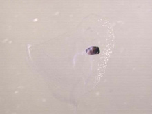 A mid-water gelatinous mollusk seen without a polarizing analyzer filter.