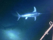 During the mid-day dive, the submersible team had a strange encounter with a swordfish.