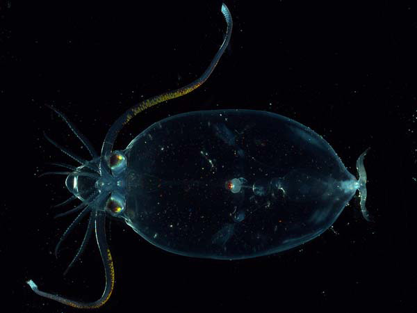 This Caranchid squid, about 4 inches across, uses transparency to hide from potential predators. Open water divers can more easily observe these creatures with polarizing filters. Compare the polarized and unpolarized images to one another. /