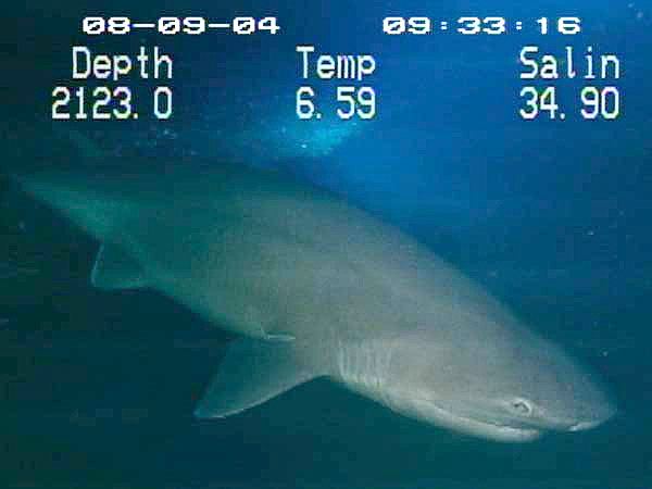 This Sixgill shark was captured on video this morning when the team dove to recover the Eye-In-The-Sea camera system.