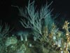 Specimens of bamboo coral were revealed to be propagating bioluminescence up their branches.