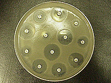 A disk impregnated with erofloxacin antibiotic