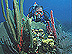 Coral Ecology