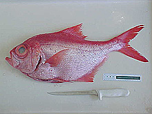 red bream, Beryx decadactylus