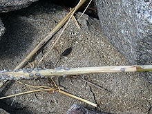 wharf roach or 'sea roach,' Ligia exotica