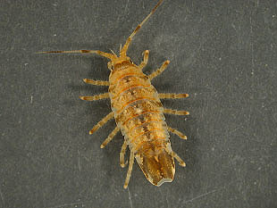 Synidotea laevidorsalis, marine isopod