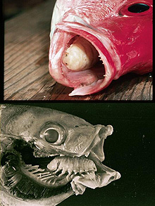 parasitic isopod in fish