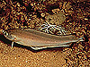 Laemonema are a type of morid cod 