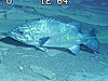 Two lasers beams from the submersible reflect off of a wreckfish