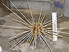 large sea urchin