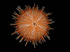 small sea urchin 