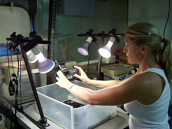 Susan DeVictor photographing marine organisms