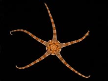 An echinoderm, Opheiolepis elegans, (brittle star) brought up from the sea floor sediment.
