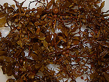 Pelagic brown algae, genus Sargassum