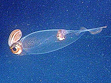 transparent squid