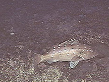 Snowy grouper
