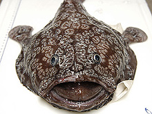 Shaefers anglerfish, Sladenia shaefersi