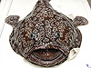 Shaefer�s anglerfish, Sladenia shaefersi