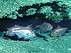 group of red bream, Beryx decadactylus