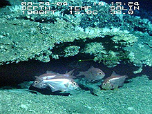 group of red bream, Beryx decadactylus