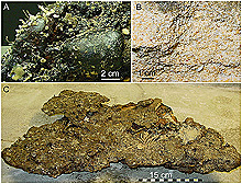 three rock types: Mn-phosphorite pavement rock, loosely cemented foraminifera ooze and well-cemented foraminiferan limestone