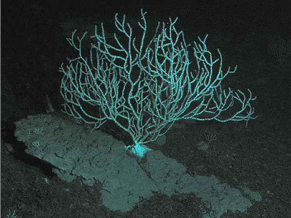 loosely cemented foraminiferan ooze and bamboo coral