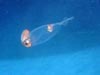 A bathyscaphoid squid swimming.