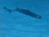 A lantern shark swims above the sandy bottom at the "Sandy Tongue" dive site.