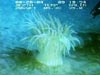 A huge sea anemone retrieved during the submersible dive.