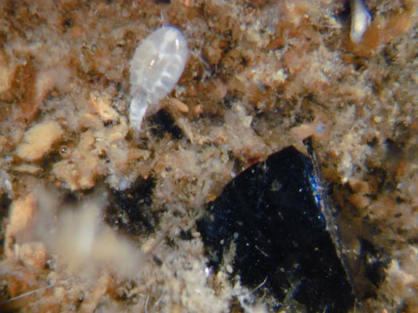 A vent copepod