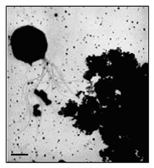 Strain 121 Microbe