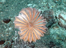 Stalked crinoid on the caldera seafloor at West Rota volcano.
