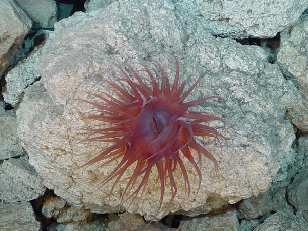 Purple anemone on a pumice rock along the east crater wall, West Rota volcano.