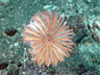 Stalked crinoid on the caldera seafloor  at West Rota volcano.